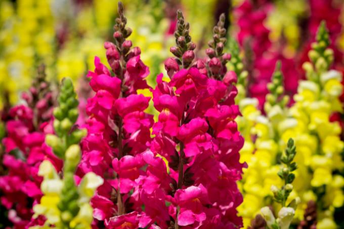 Snapdragons: Amazing 12 Months Flowering Plants In India
